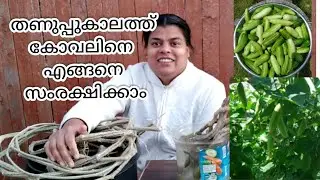 How to protect ivy gourd from the winter in America #koval thand# (adukkalathottam)