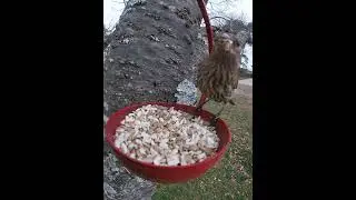 Quick Look At A Female House Finch
