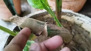 easy to grow cutting money plant, Zed plant, coleus, Hibiscus plant🌿🍀🎋
