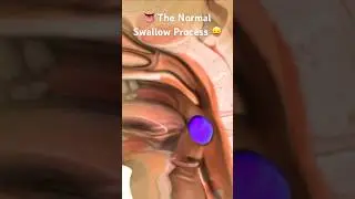 Как работает механизм глотания 😛 #дисфагия #речь #вирусноевидео #короткоевидео #youtubeshorts #ви...