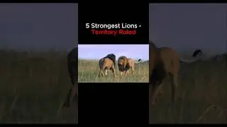 Top 5 Strongest Lions Territory Ruled 🦁👑 #lions #lion #lionking #scarface #mrtlion #mrt #sekekama