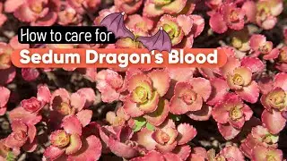 BEST TIPS | HOW TO CARE FOR DRAGON'S BLOOD SEDUM | SCHORBUSER BLUT
