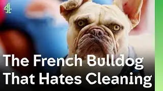 This French Bulldog HATES Cleaning More Than Anything  | Bad Dog Academy 🐶 | Dog Stories