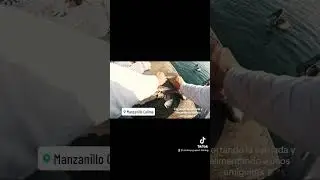 Pel&iacute;canos y carnada, Manzanillo Col.