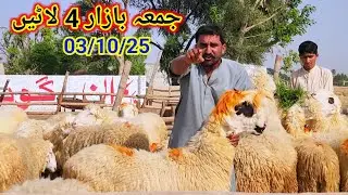 4 lots of Friday Bazaar Mandre, great abundance, sacrifice, business farming, Malik Imran Goat Fa...