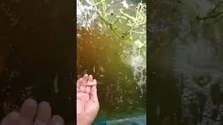 TERNAK IKAN GURAME DAN NILA SEHAT DAN CEPAT BESAR