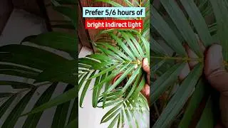 3 Essential Areca Palm Care Tips