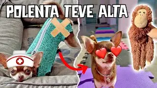 POLENTA TEVE ALTA E VIROU A CASA DE PONTA CABEÇA!
