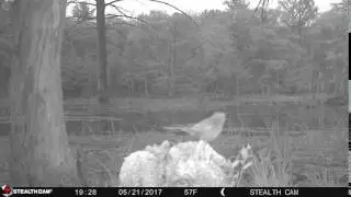 SONG BIRD LOG 730 PM