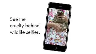 Amazonian animals are being exploited for tourist selfies