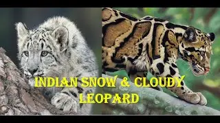 🎥🌿🐆Snow & Cloudy Leopard of India: Secrets in the Wild❄🐆🌿🎥