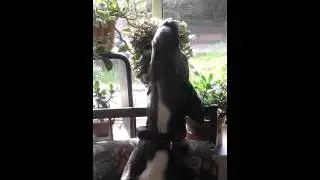 Le Poney pousse la chansonnette