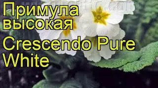 Примула высокая (Pure White). Краткий обзор, описание характеристик, где купить рассада