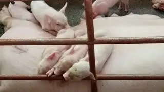 How to take a bath for a mothering pig 🐽 [Province Life] ||Arianne Cole Lapay Channel|