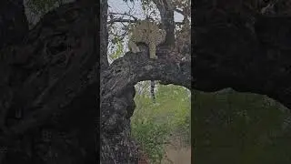 Female Leopard sleeping in a tree - Rocky Ridge female