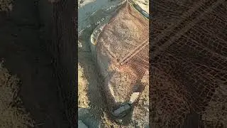 نحوه کارگذاری دام توری شکار تیهو کبک بعلاوه ازاد سازی تیهو شکار شده