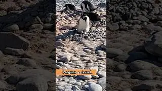 Amazing Penguins Sound 🐧  ( with baby penguin chick )