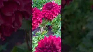 Beautiful Flowers&hellip;#germany #summer #europe #flowers #flower