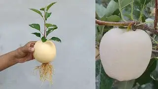 White Apple: grow apple tree from apple