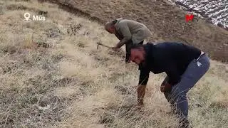 GİMGİM'DA 30 BİN MEŞE PALAMUDU EKİLDİ
