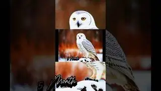 Growth of cute snowy Owl 😘#viralvideo #birds #shortvideo #viralshort #viral