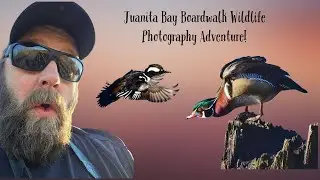 Juanita Bay Boardwalk Wildlife Photography Adventure! #wildlife #birds #pacificnorthwest
