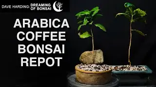 Arabica Coffee Tree Bonsai Repot, May 2025