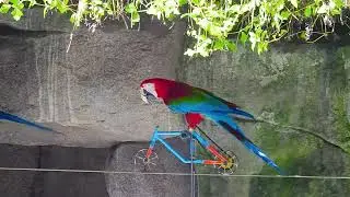 The beautiful Parrot riding bicycle on the tightrope at the zoo