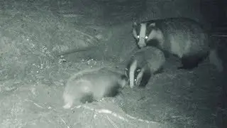 More footage of badger cubs in Doonane Forest