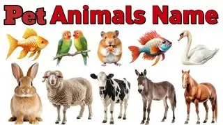 पालतू जानवर | Learn&nbsp; Pets Animals Names in English with Pictures and Sounds for Kids