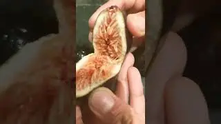 How to: eat a fig