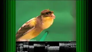 03 Timbrado Español  song analysis (FOE/FECC code)