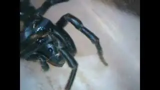 Fascinating purseweb spider / Faszinierende Tapezierspinne / Atypus piceus