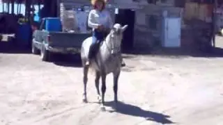 learning paife 3 year old horse