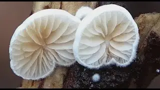 Crepidotus cesatii   -   Roundspored Oysterling