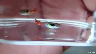 New breed - Guppy hybrid wild type
