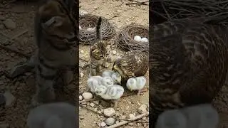 Kind Kittens Care for Baby Birds When the Unexpected Happens #cute #animals #wildlife
