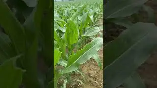 Crop your time #corn #soybeans #farmwithzoe