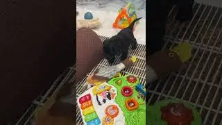 Ginger’s puppies 4 weeks old! 