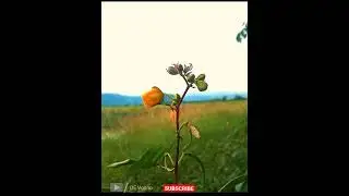 A Jungle Flower | Middle in the Nature |Cinematic Video | DE Vosho