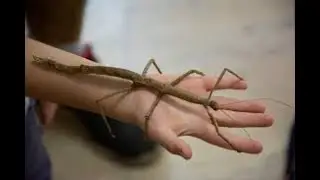 Bicho pau 🦗 (Phasmatodea)