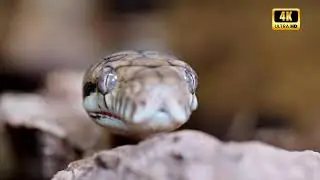 Wild Life Amazon Jungle &ndash; Where Danger Is Closer Than You Think