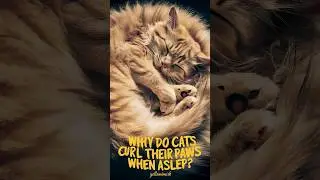 Why Do Cats Tuck Their Paws? #catvideos #catlover #kitten @firg1darket
