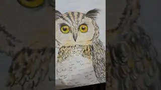 сова 🦉 цветными карандашами / owl 🦉 colour pencils #art #short #owl #animals #video