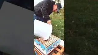 Kako uhvatiti roj pčela - How to catch and install a swarm of bees