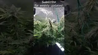 Critical Orange Punch - Bloom Day 57