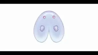 Ciliate Conjugation