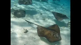 Stingray City Snorkel with White Sands Dive Shop, Ambergris Caye, San Pedro Belize