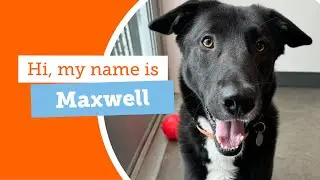 #adoptabledog Maxwell could be the paw-fect pup for your home