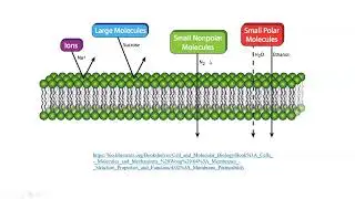 Hujayra membranasining o'tkazuvchanligi